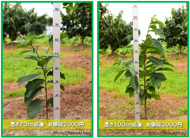 ポポじいのポポー農園 徳島県でポポーの苗木を販売中 幻の果実ポポーを栽培しよう